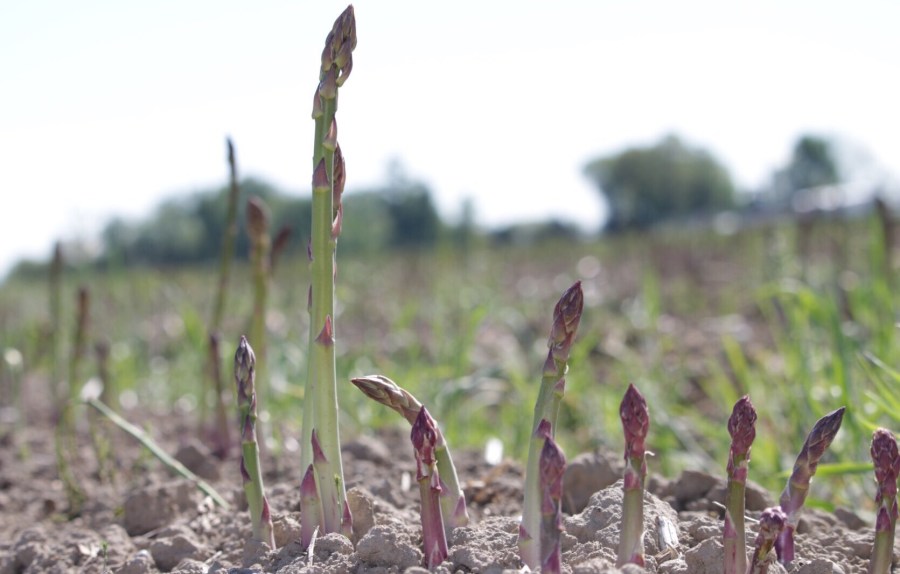 Asparagus, Anyone?