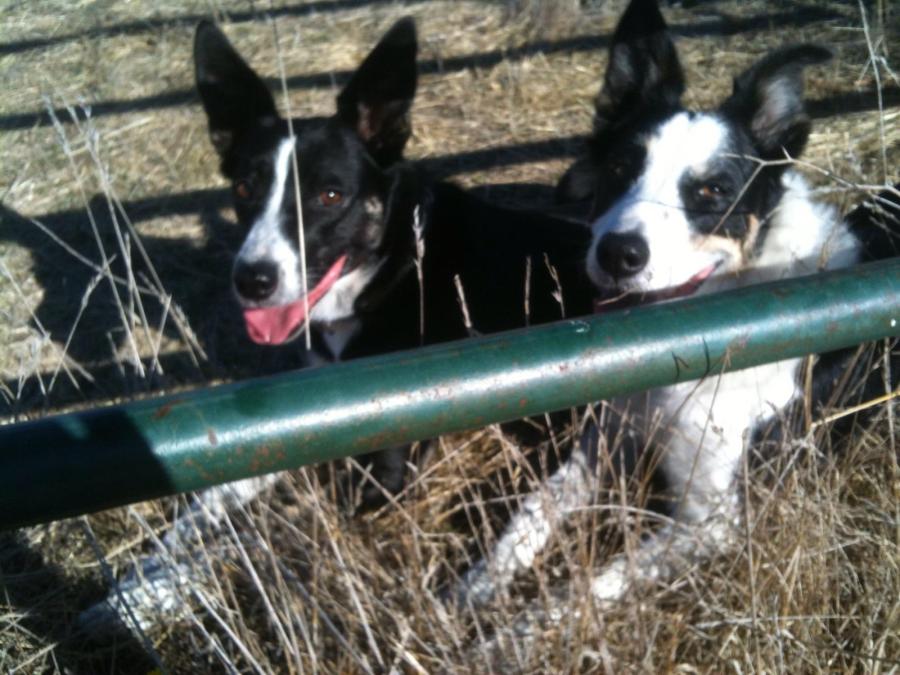 Border Collies 2, Geese&nbsp;0