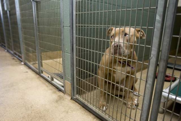 Naming the Rescue&nbsp;Dog