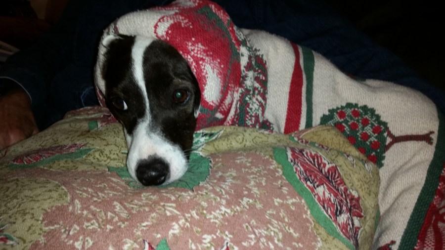 Oopsy Daisy: Month 3 with the Rescue&nbsp;Dog