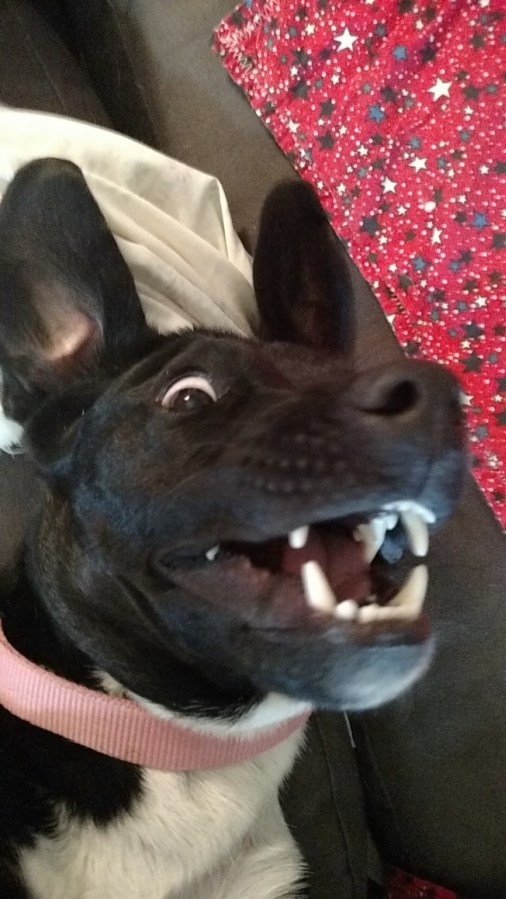 Dog Training, the $100&nbsp;Secret