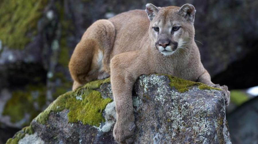 Mountain Lion