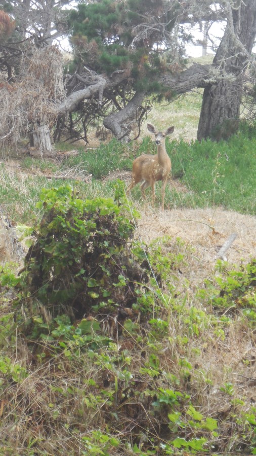 Another Brush with&nbsp;Nature