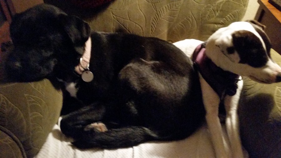 Daisy the Rescue Dog, Month #&nbsp;9