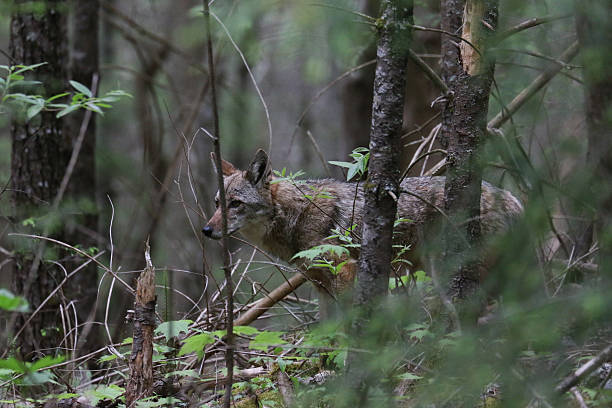 It’s a Jungle Out&nbsp;There