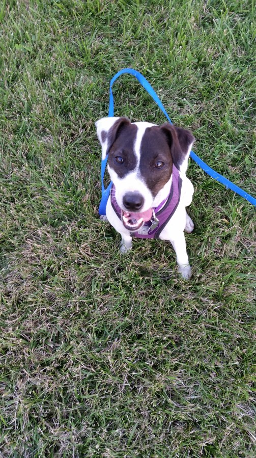 Rescue Dog, Month #&nbsp;10