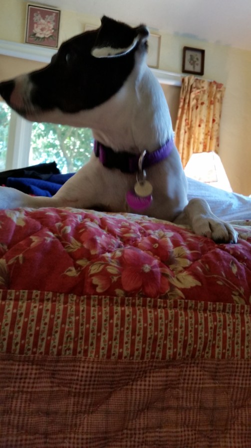 The Bonus Daisy&nbsp;Post