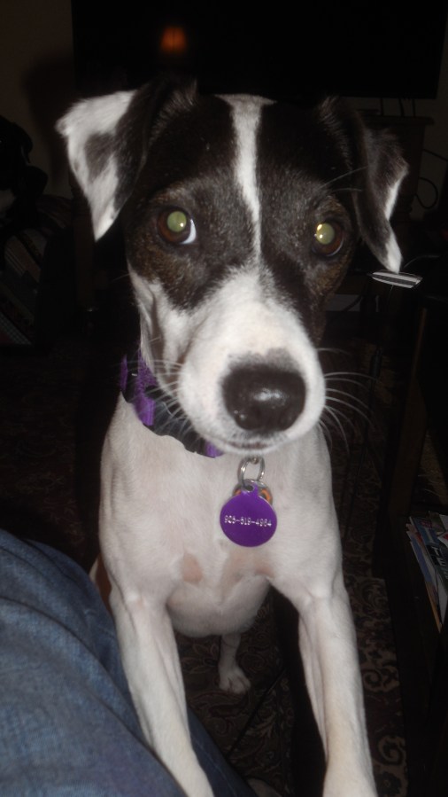 Daisy the Rescue Dog, Month #&nbsp;12