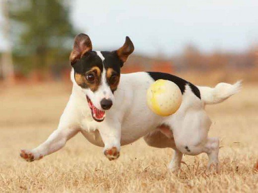 How to Teach your Puppy or Rescue to Play&nbsp;Ball