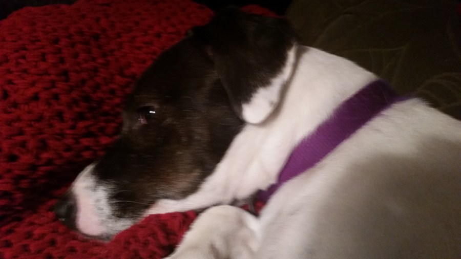 Bad Daisy, Rescue&nbsp;Dog