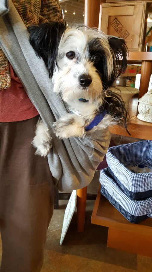 When your Dog Wants to Kill your Friend’s&nbsp;Dog