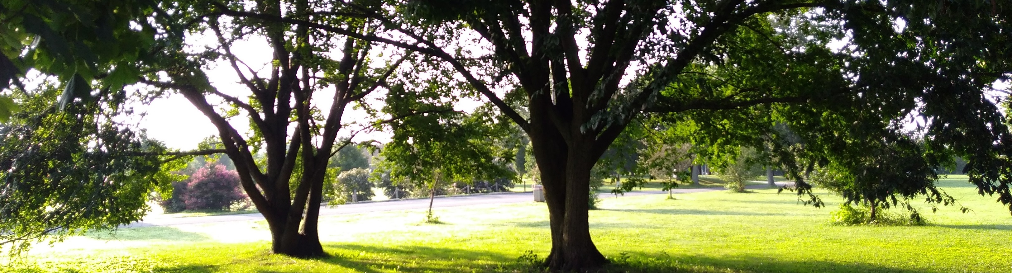 A Tale of Two Trees – FIRST DATE, WORST DATE EVER!