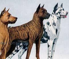 A Great Dane&nbsp;Story