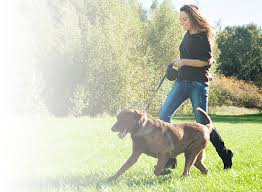 Daydreaming on a Dog&nbsp;Walk