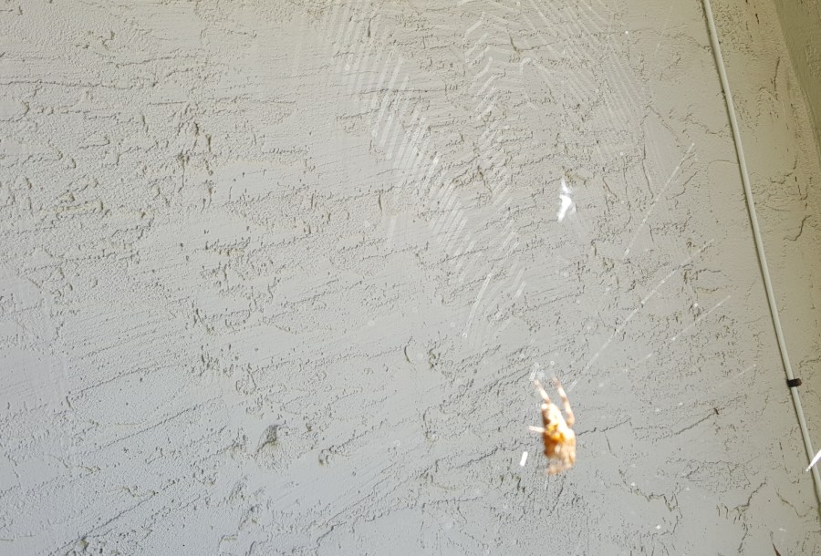 The Saga of the&nbsp;Spider