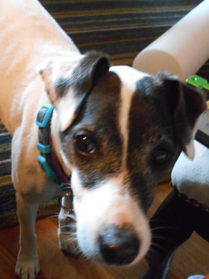 Living with a&nbsp;Ratter