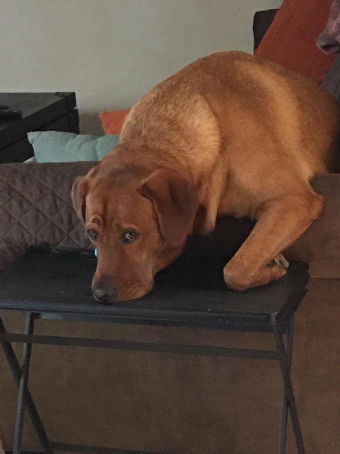 Murray, the Naughty&nbsp;Lab