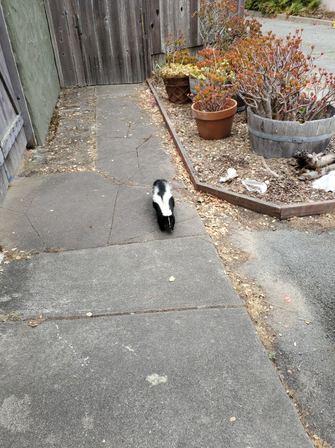 Daisy’s Night Run, a Skunk, and an&nbsp;Anniversary