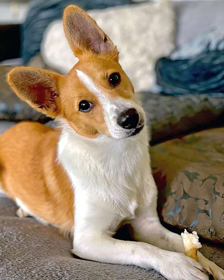 The Story of Scout, the Rescue&nbsp;Pup