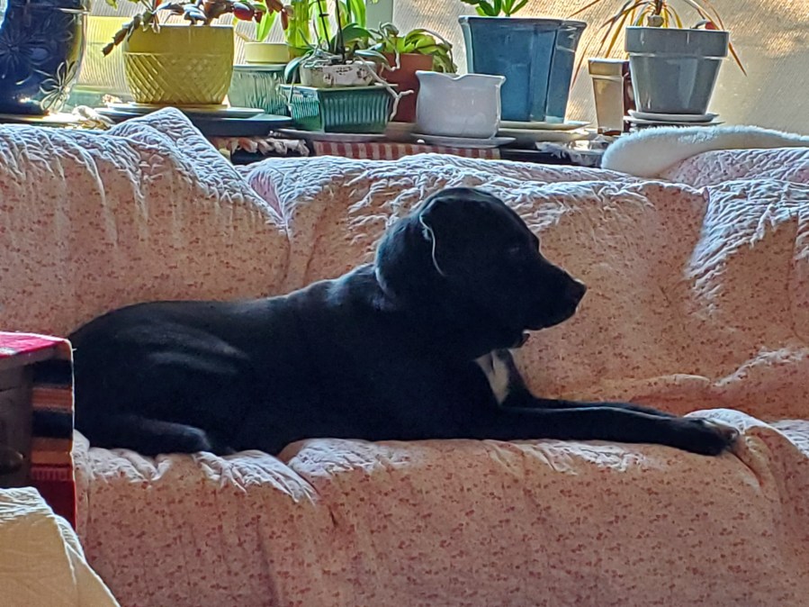 The Dog Days of&nbsp;Summer