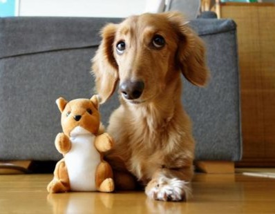 The Dog Who Thought He Was a&nbsp;Squirrel